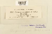 Coleosporium jonesii image