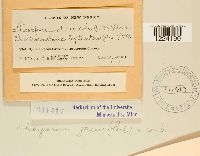 Coleosporium jonesii image