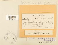 Coleosporium jonesii image