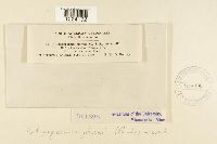 Coleosporium jonesii image