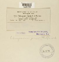 Coleosporium jonesii image