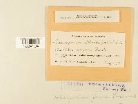 Coleosporium jonesii image