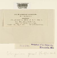 Coleosporium jonesii image