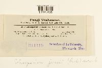 Coleosporium jonesii image