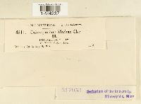 Coleosporium madiae image