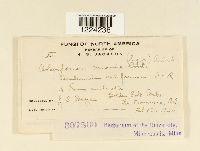 Coleosporium madiae image