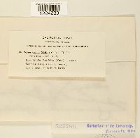 Coleosporium madiae image