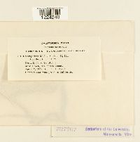 Coleosporium madiae image