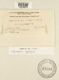 Coleosporium madiae image