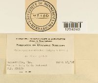 Coleosporium madiae image