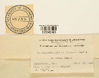 Coleosporium madiae image