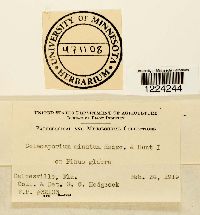 Coleosporium madiae image