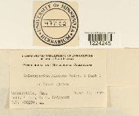 Coleosporium madiae image