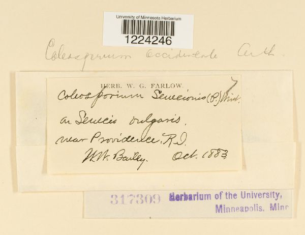 Coleosporium occidentale image