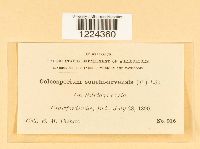 Thumbnail image of current specimen