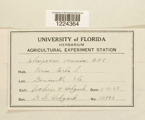 Coleosporium vernoniae image