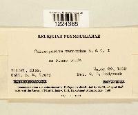 Coleosporium vernoniae image