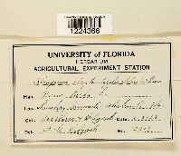 Coleosporium vernoniae image