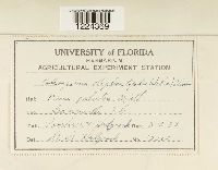 Coleosporium vernoniae image