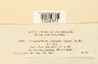 Coleosporium vernoniae image