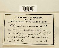 Coleosporium vernoniae image