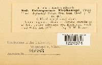 Coleosporium vernoniae image