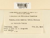 Coleosporium vernoniae image