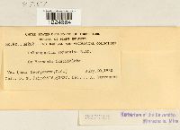 Coleosporium vernoniae image