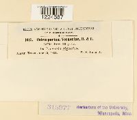 Coleosporium vernoniae image