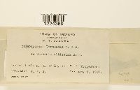 Coleosporium vernoniae image