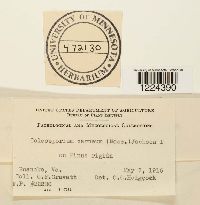 Coleosporium vernoniae image