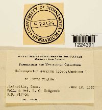 Coleosporium vernoniae image