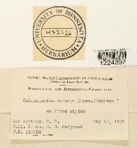 Coleosporium vernoniae image