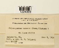 Coleosporium vernoniae image