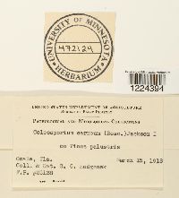 Coleosporium vernoniae image