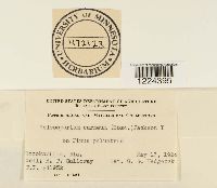 Coleosporium vernoniae image