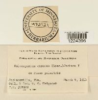 Coleosporium vernoniae image