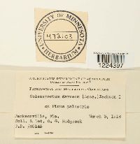 Coleosporium vernoniae image