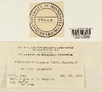 Coleosporium vernoniae image