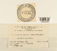 Coleosporium vernoniae image