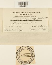 Coleosporium vernoniae image