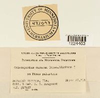 Coleosporium vernoniae image