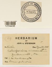 Coleosporium vernoniae image