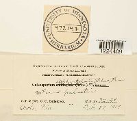 Coleosporium vernoniae image