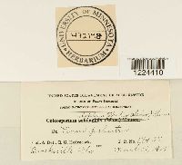 Coleosporium vernoniae image