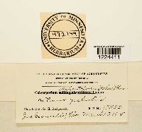 Coleosporium vernoniae image