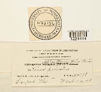 Coleosporium vernoniae image