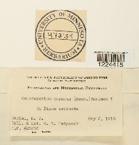 Coleosporium vernoniae image