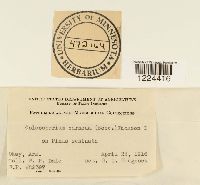 Coleosporium vernoniae image