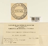 Coleosporium vernoniae image